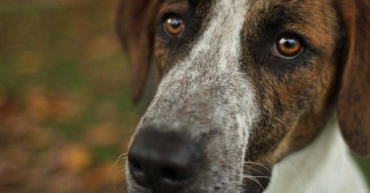 Natural elegance of the Pointer Mix, scientifically termed Canis lupus.