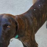 Captivating presence of the Plott Hound Mix, a species called Canis lupus.