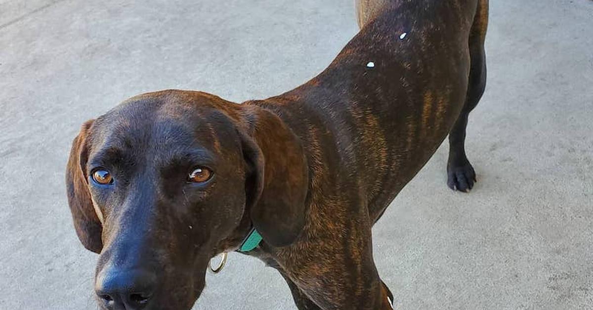 Stunning image of the Plott Hound Mix (Canis lupus), a wonder in the animal kingdom.