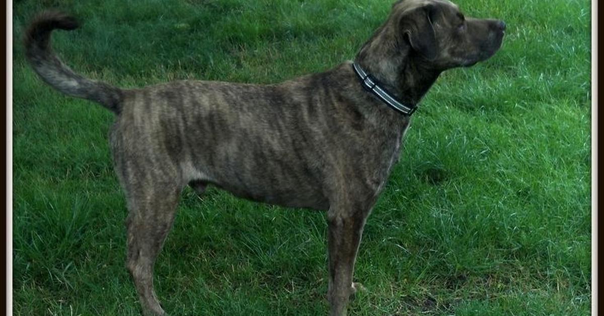 The majestic Plott Hound Mix, also called Campuran Anjing Plott Hound in Indonesia, in its glory.