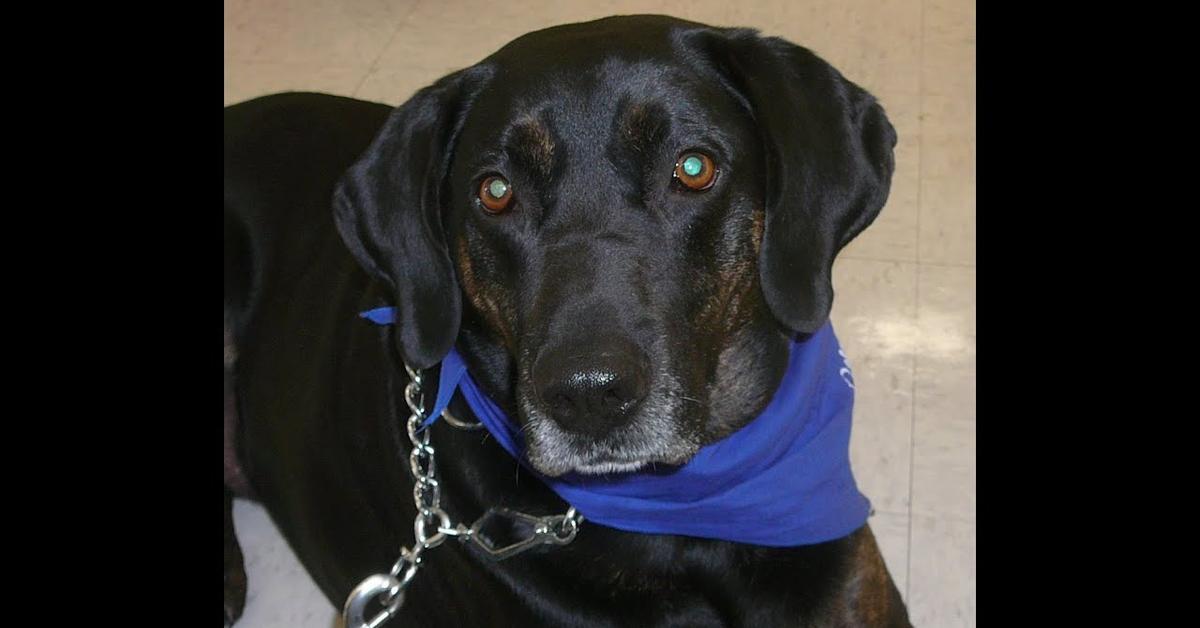 Captivating presence of the Plott Hound Mix, a species called Canis lupus.