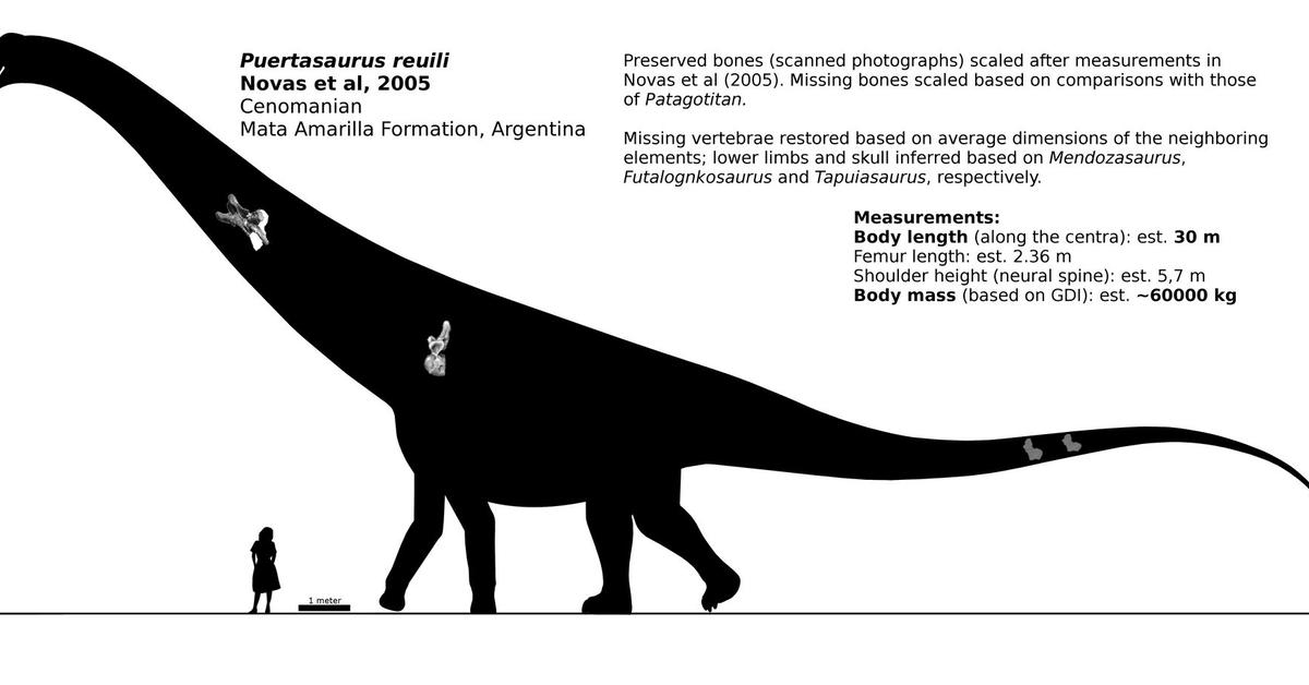 Close-up view of the Puertasaurus, known as Puertasaurus in Indonesian.