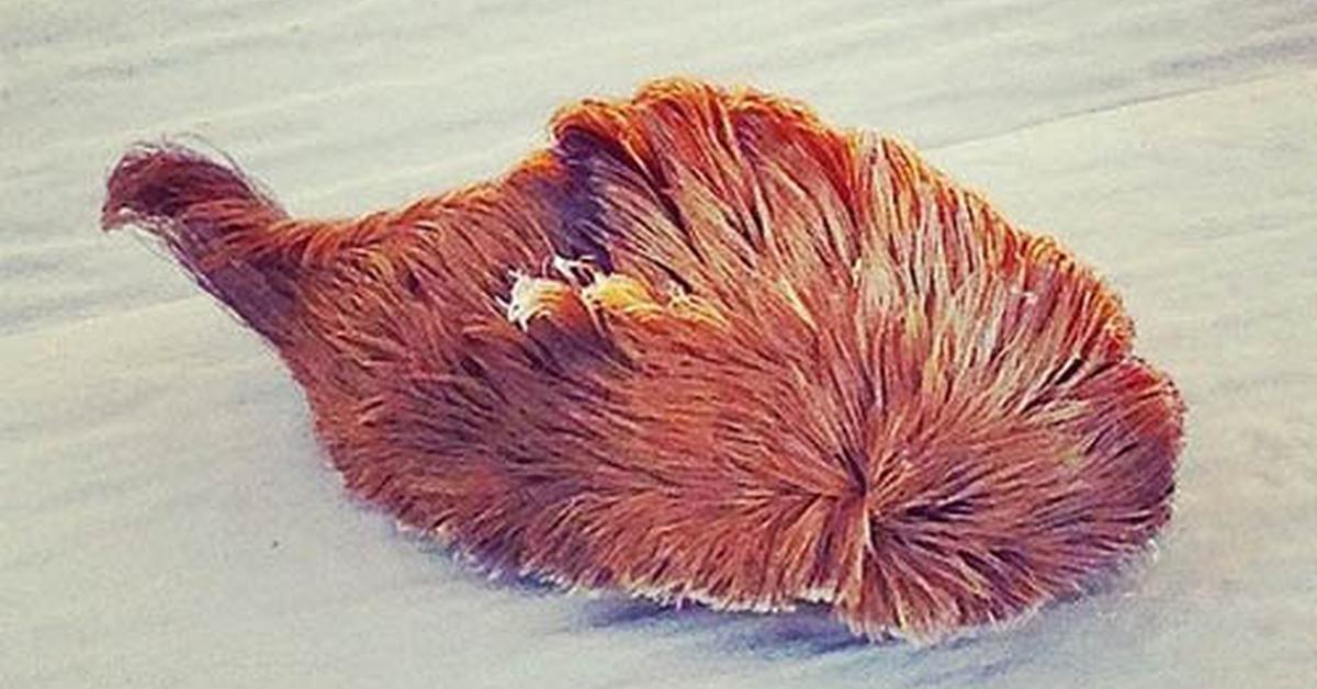 Close-up view of the Puss Caterpillar, known as Ulat Bulu Kucing in Indonesian.