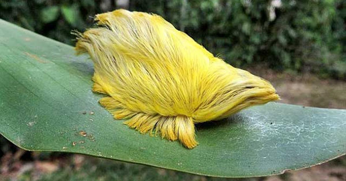 A look at the Puss Caterpillar, also recognized as Ulat Bulu Kucing in Indonesian culture.