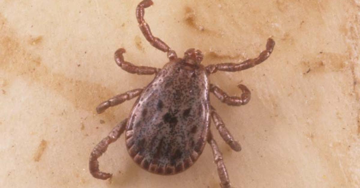 Distinctive Pacific Coast Tick, in Indonesia known as Kutu Pantai Pasifik, captured in this image.