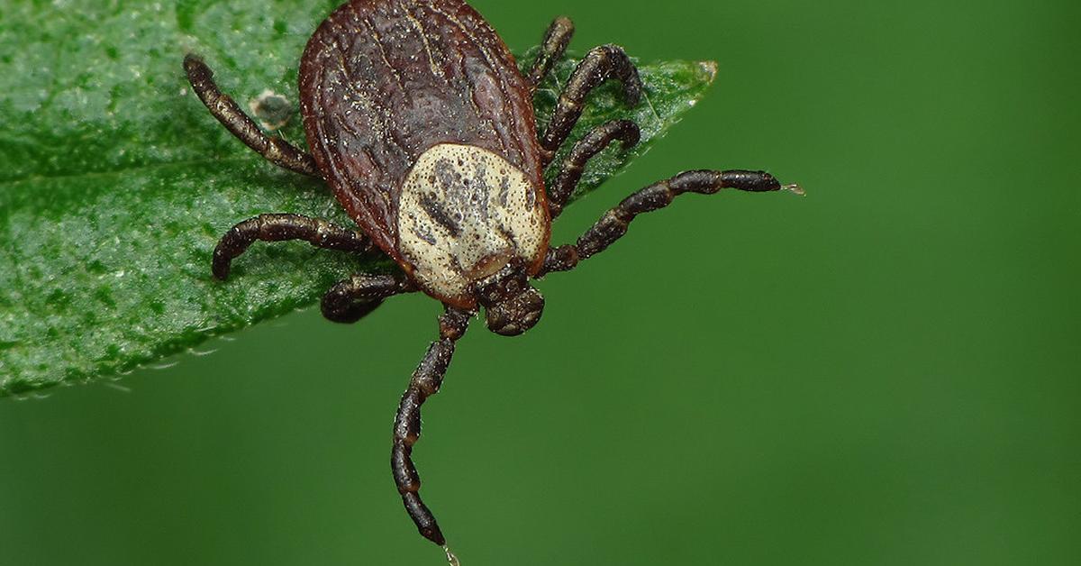 Distinctive Pacific Coast Tick, in Indonesia known as Kutu Pantai Pasifik, captured in this image.