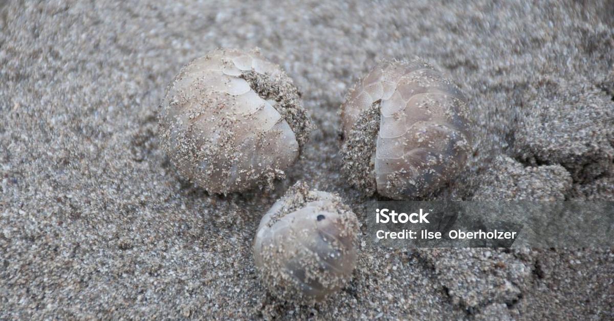 Splendid image of the Pacific Coast Tick, with the scientific name Dermacentor reticulatus.