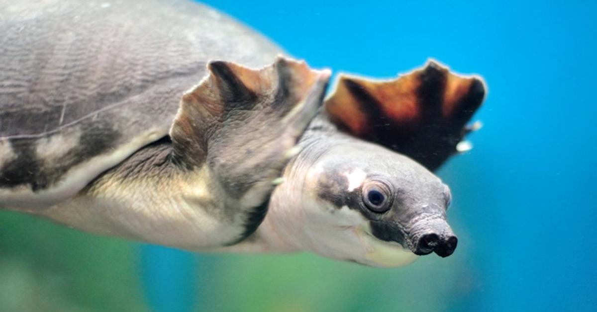 Striking appearance of the Pig-Nosed Turtle, known in scientific circles as carettochelys insculpta.