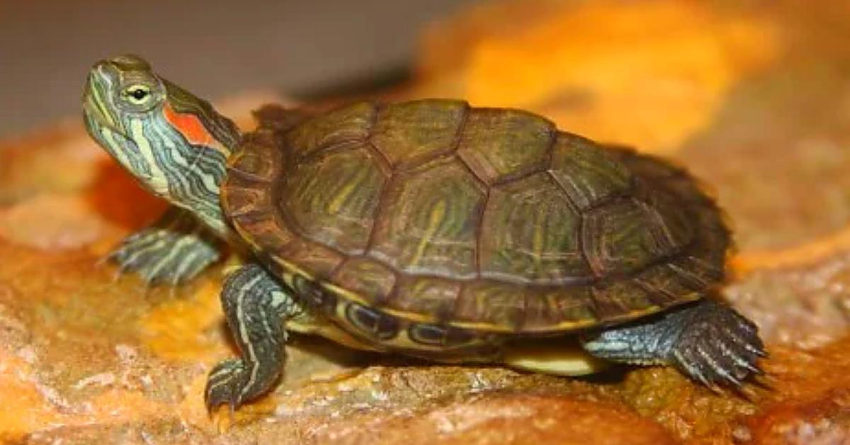 Enchanting Pig-Nosed Turtle, a species scientifically known as carettochelys insculpta.