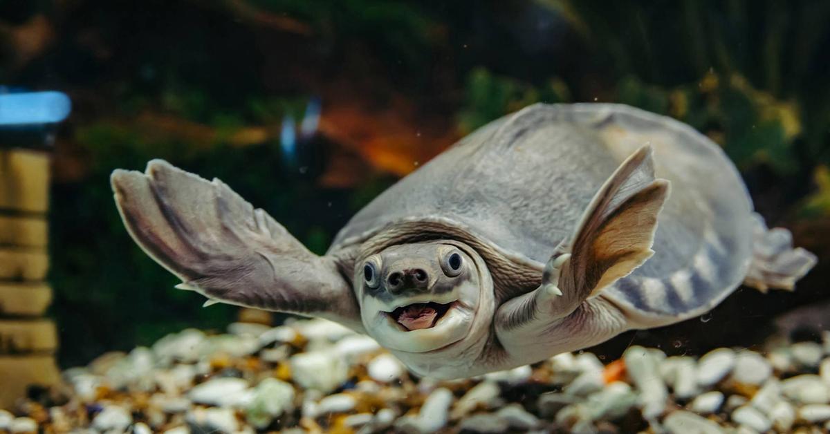 Stunning depiction of Pig-Nosed Turtle, also referred to as carettochelys insculpta.