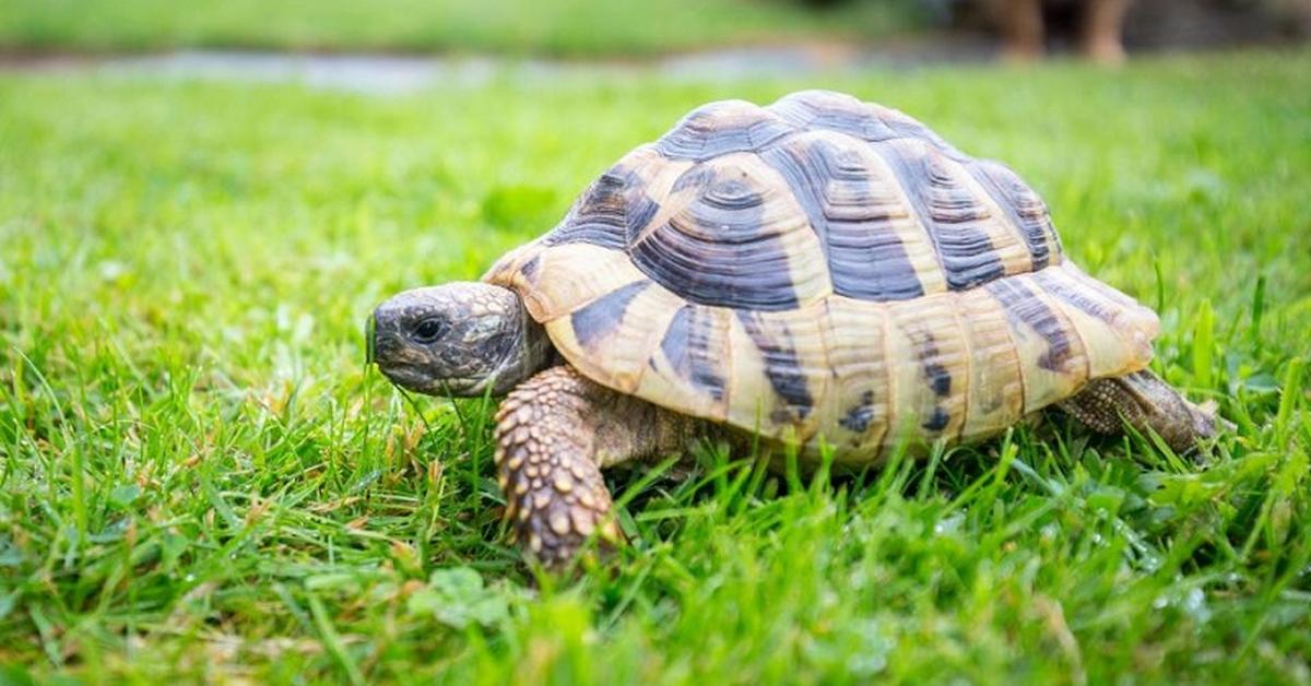 Stunning image of the Pig-Nosed Turtle (carettochelys insculpta), a wonder in the animal kingdom.