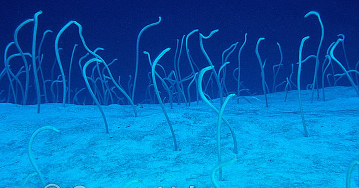 Charming view of the Pacific Spaghetti Eel, in Indonesia referred to as Belut Spaghetti Pasifik.