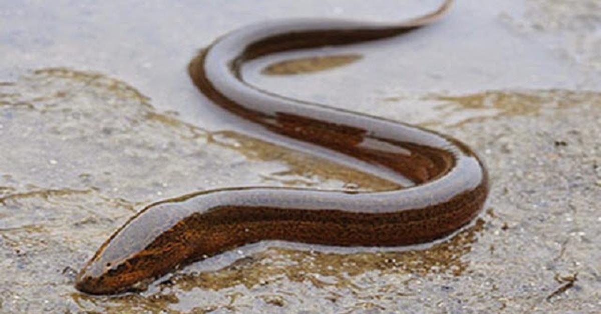 The Pacific Spaghetti Eel, a species known as Gorgasia japonica, in its natural splendor.