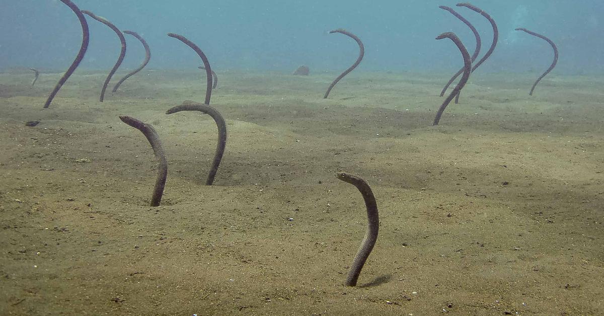 Visual of Pacific Spaghetti Eel, or Belut Spaghetti Pasifik in Indonesian, showcasing its beauty.