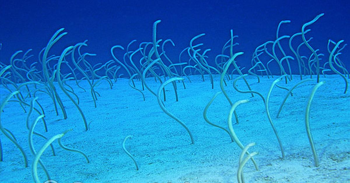 Captured elegance of the Pacific Spaghetti Eel, known in Indonesia as Belut Spaghetti Pasifik.