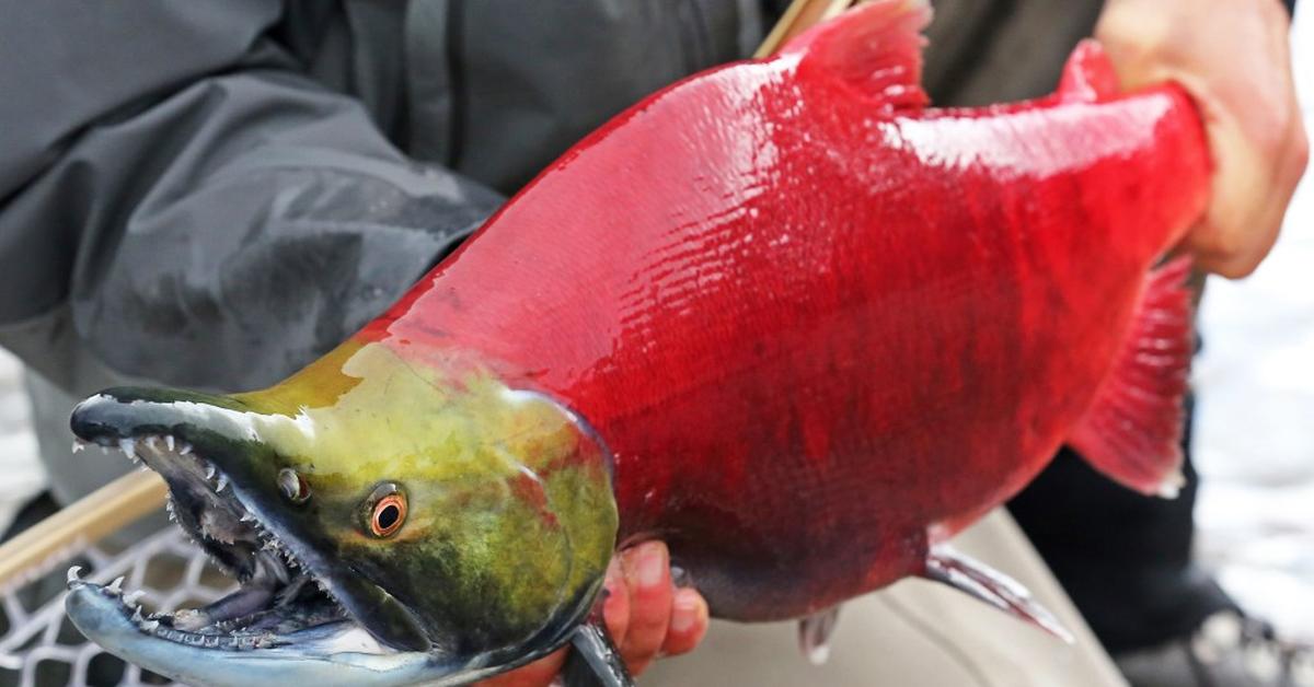 Close encounter with the Pink Salmon, scientifically called Oncorhynchus gorbuscha.