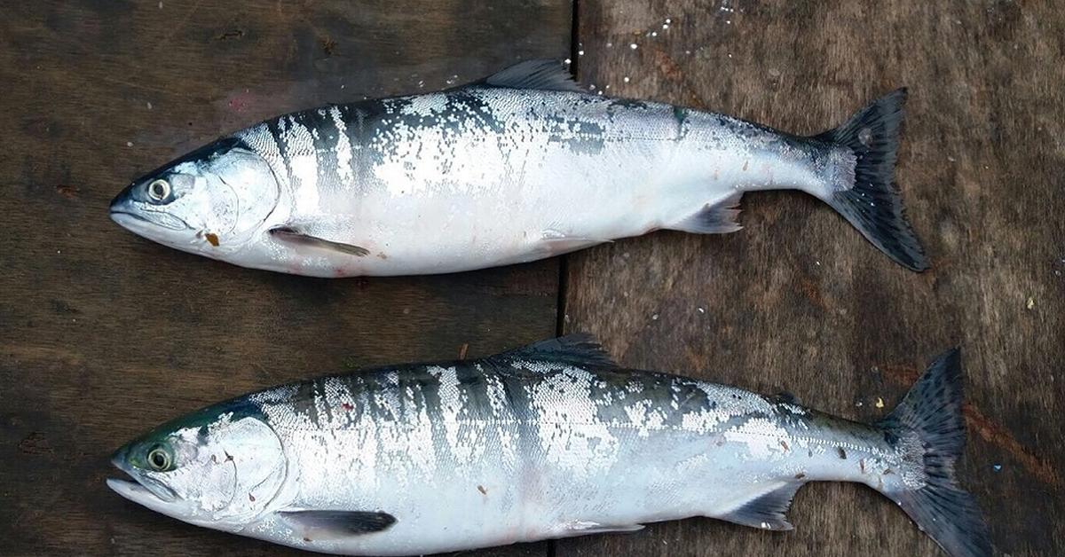 Stunning depiction of Pink Salmon, also referred to as Oncorhynchus gorbuscha.