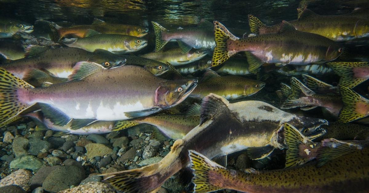 Captured beauty of the Pink Salmon, or Oncorhynchus gorbuscha in the scientific world.