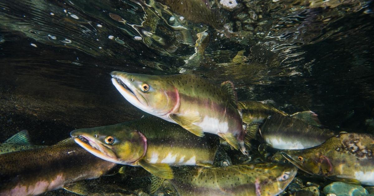 Engaging shot of the Pink Salmon, recognized in Indonesia as Salmon Merah Muda.