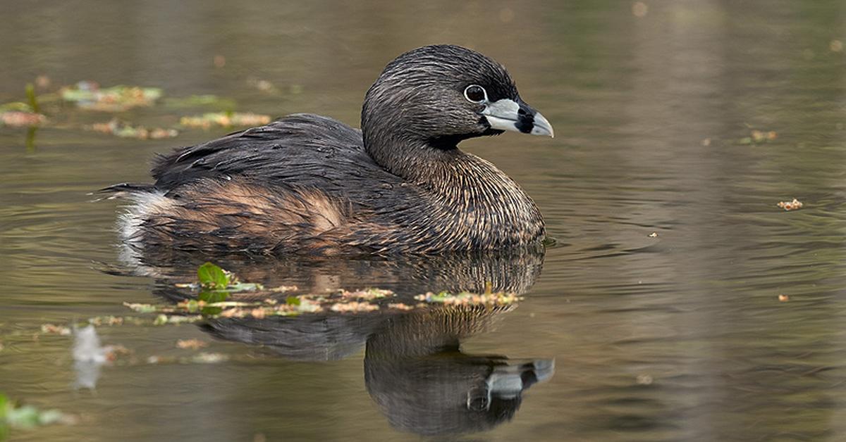 Picture of Pied-Billed Grebe, known in Indonesia as Grebe Paruh Bercak.