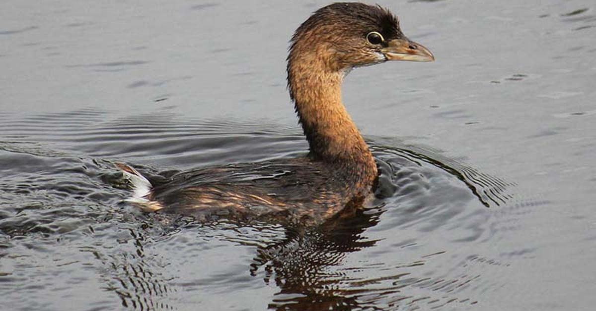 Captivating shot of the Pied-Billed Grebe, or Grebe Paruh Bercak in Bahasa Indonesia.