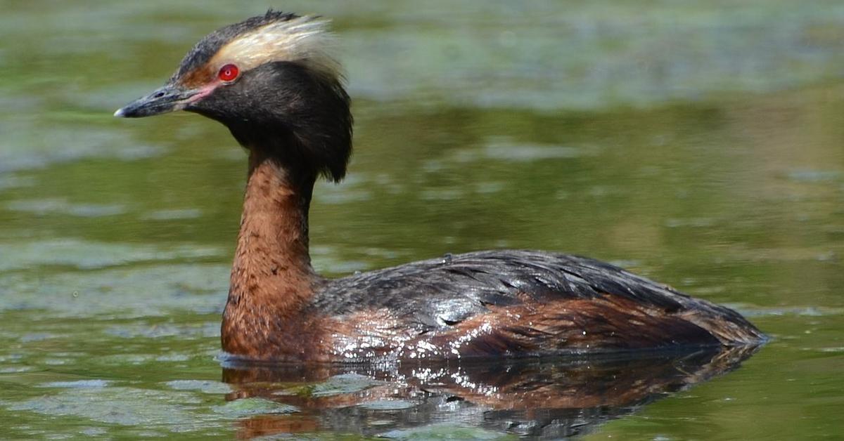 Stunning depiction of Pied-Billed Grebe, also referred to as Podilymbus podiceps.