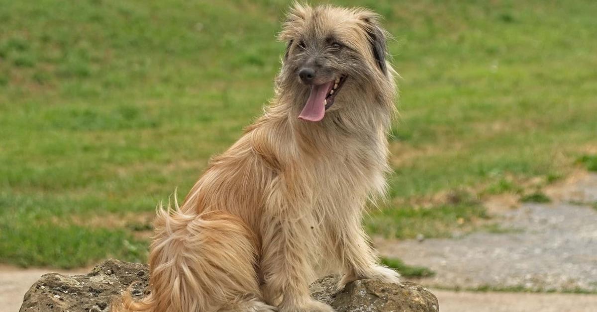 The Pyrenean Shepherd, a species known as Canis lupus familiaris, in its natural splendor.