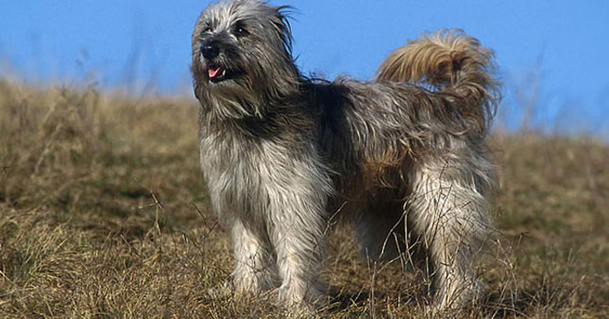 Engaging shot of the Pyrenean Shepherd, recognized in Indonesia as Anjing Gembala Pyrenean.