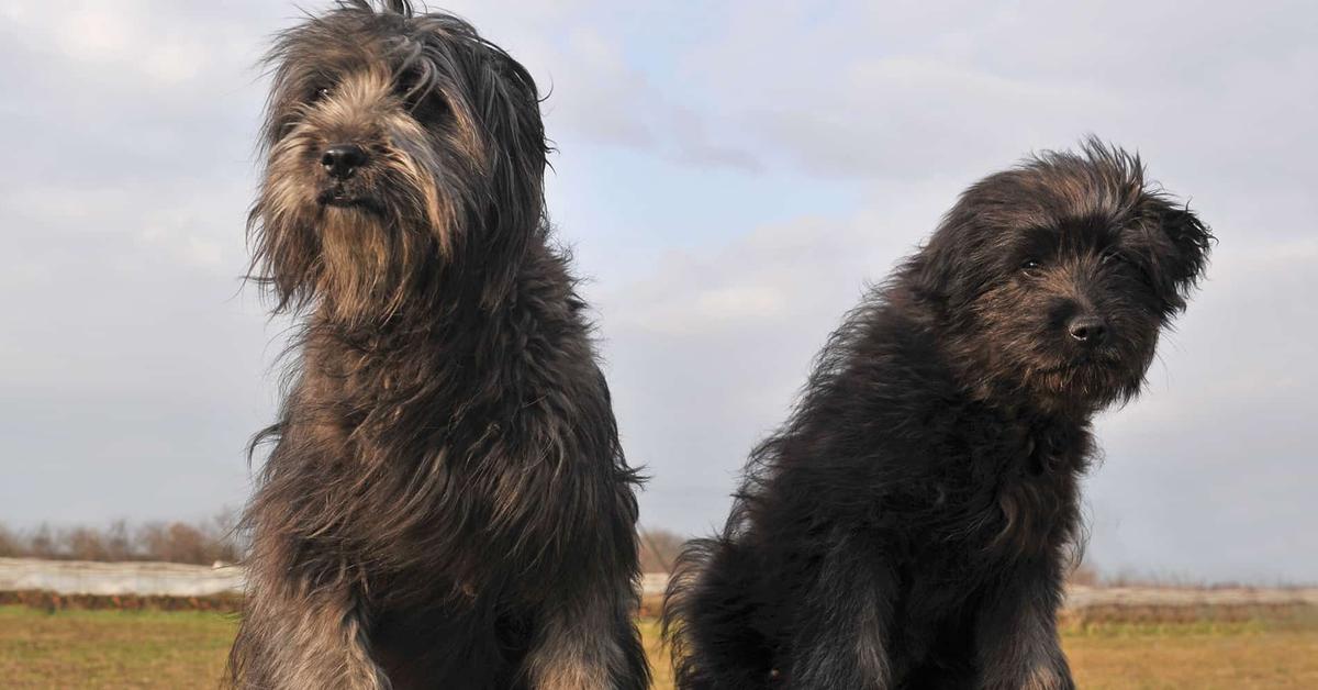 Striking appearance of the Pyrenean Shepherd, known in scientific circles as Canis lupus familiaris.