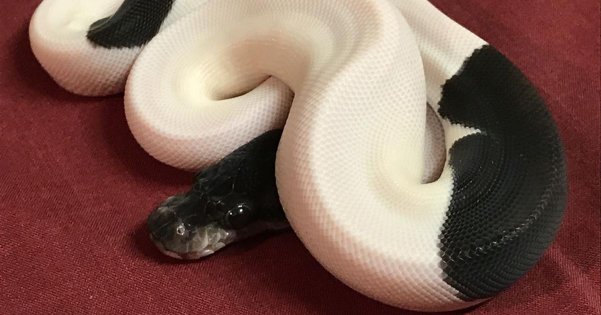 The Panda Pied Ball Python, a beautiful species also known as Ular Piton Panda Pied in Bahasa Indonesia.