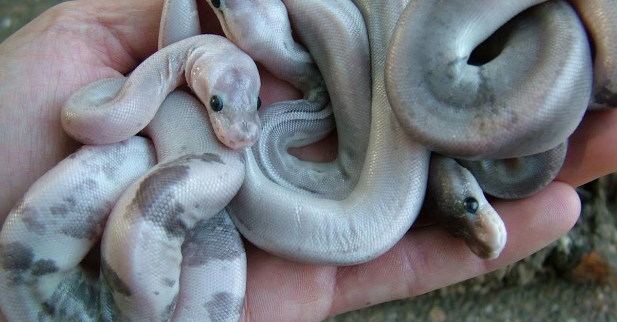 Detailed shot of the Panda Pied Ball Python, or Python regius, in its natural setting.