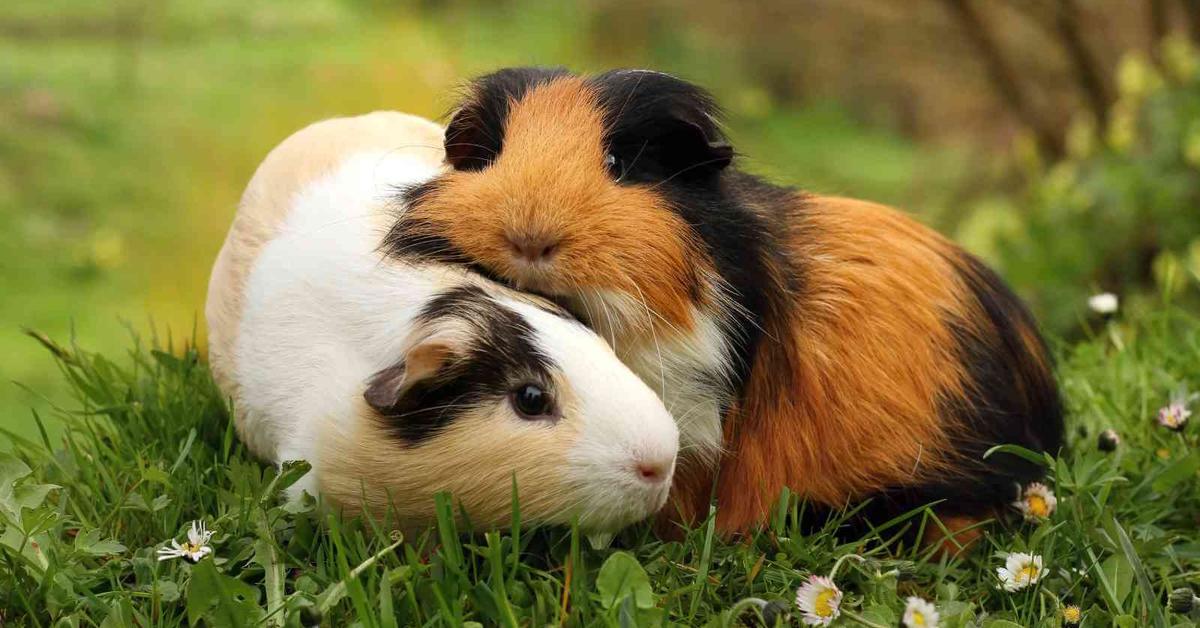 The elegant Peruvian Guinea Pig (Cavia porcellus), a marvel of nature.