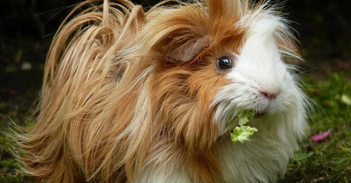 A beautiful representation of the Peruvian Guinea Pig, scientifically Cavia porcellus.