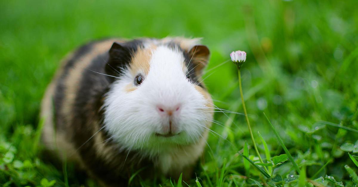 Captivating view of the Peruvian Guinea Pig, known in Bahasa Indonesia as Cavia Peru.