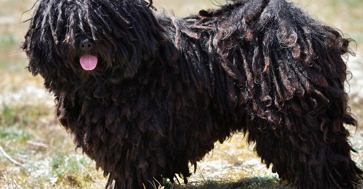 Visual representation of the Puli, recognized in Indonesia as Anjing Puli.