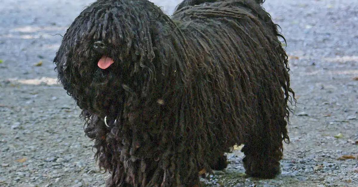 The Puli in its natural beauty, locally called Anjing Puli.