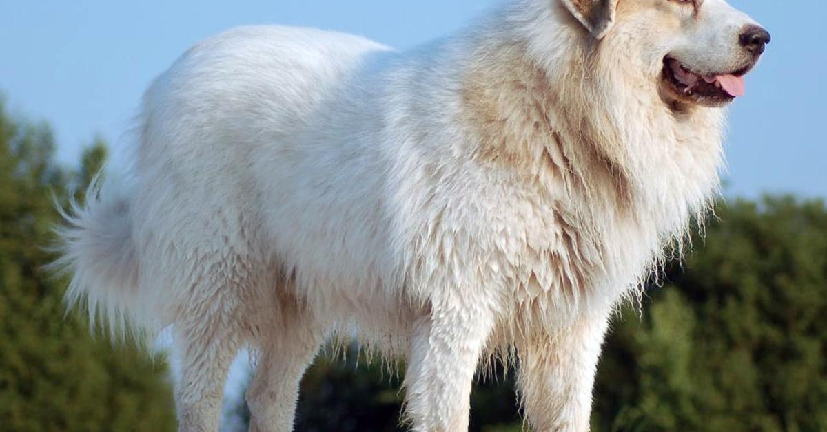 Visual representation of the Pyrenean Mastiff, recognized in Indonesia as Mastiff Pyrenees.