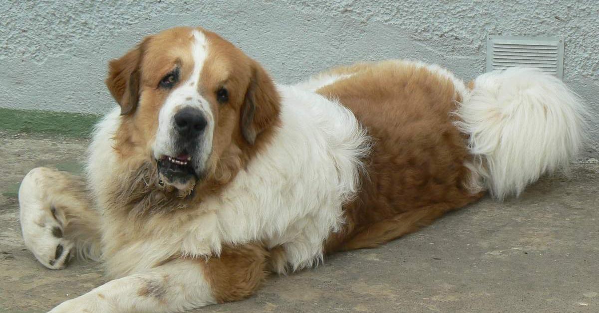 Detailed shot of the Pyrenean Mastiff, or Canis lupus, in its natural setting.