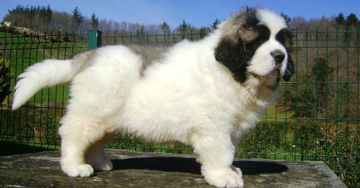 Charming view of the Pyrenean Mastiff, in Indonesia referred to as Mastiff Pyrenees.