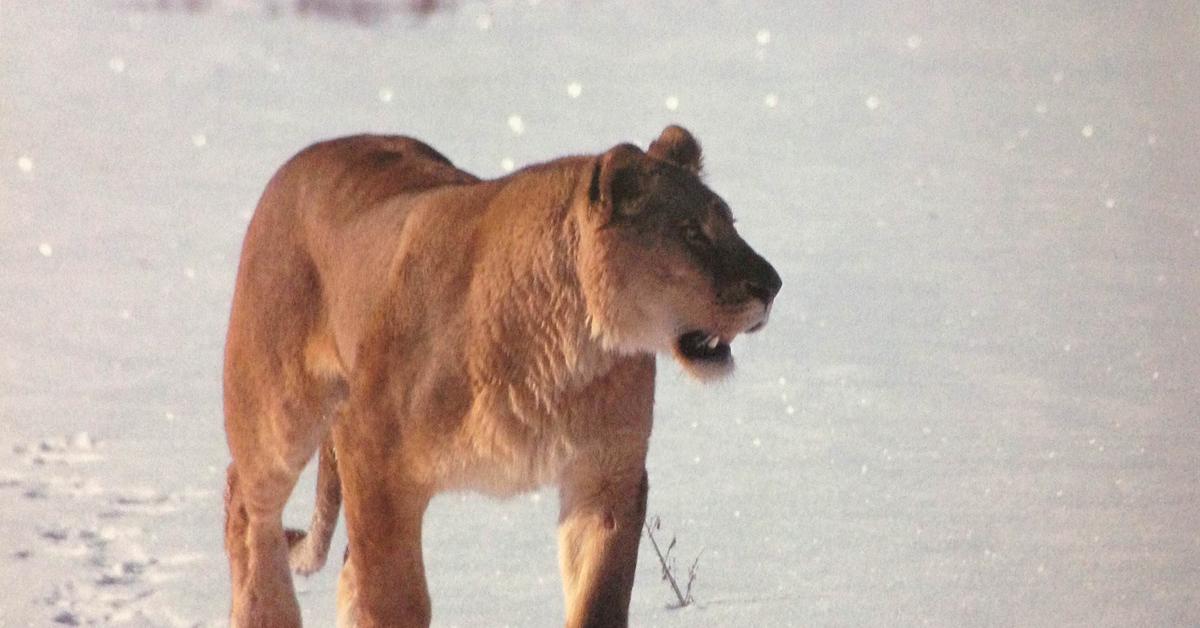 Visual representation of the Panthera Atrox, recognized in Indonesia as Harimau Atrox.