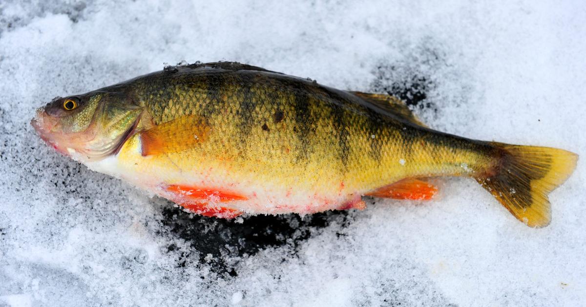 Iconic view of the Perch Fish, or Perca fluviatilis, in its habitat.