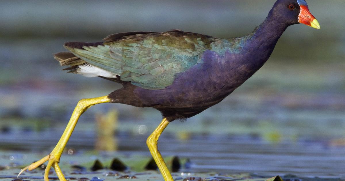 Graceful Purple Gallinule, a creature with the scientific name Porphyrio martinicus.