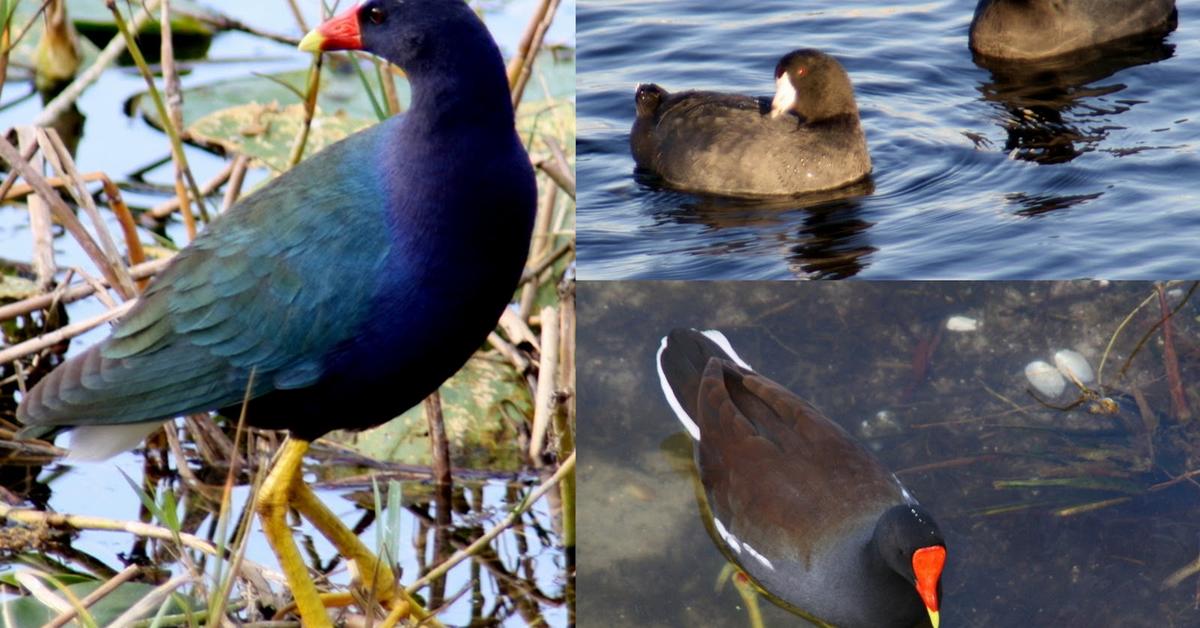 The Purple Gallinule, a species known as Porphyrio martinicus, in its natural splendor.