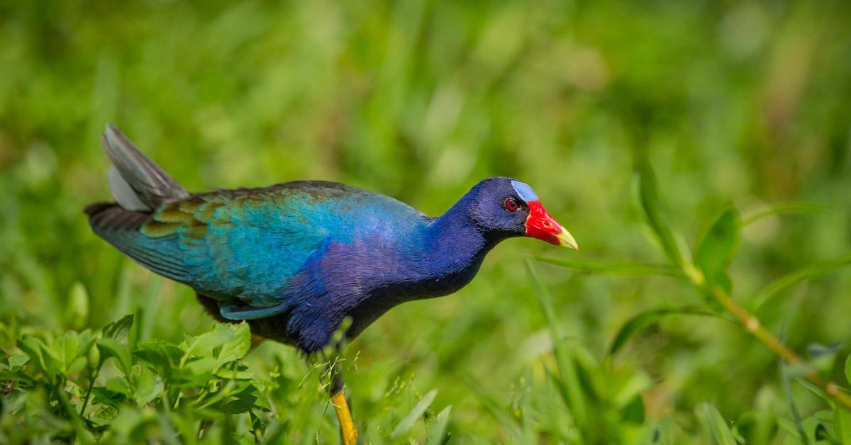 The elegant Purple Gallinule (Porphyrio martinicus), a marvel of nature.