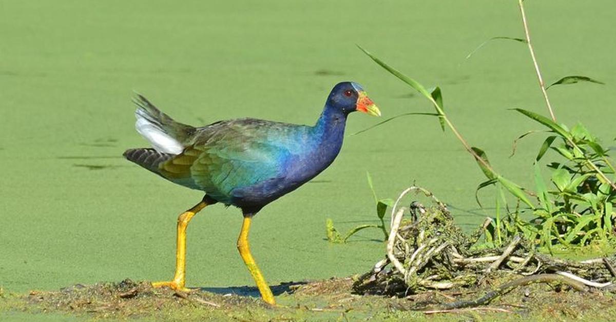 Visual of Purple Gallinule, or Burung Pergam Ungu in Indonesian, showcasing its beauty.