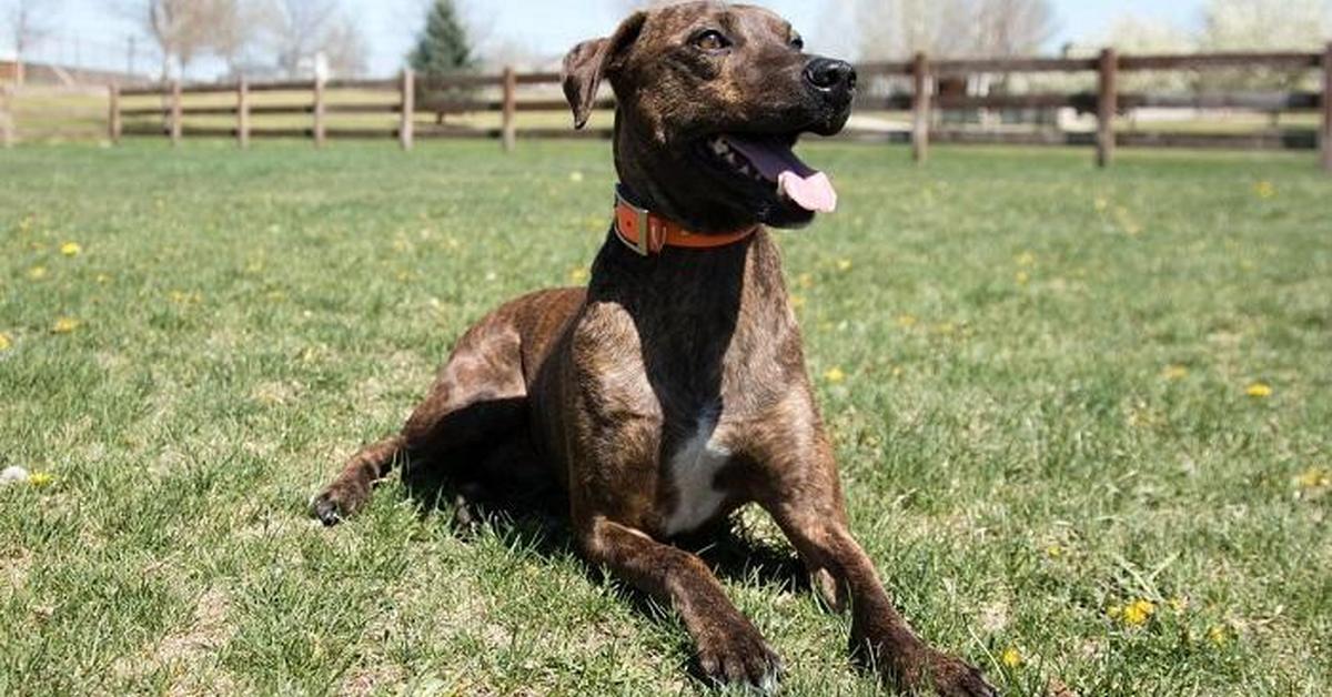 Engaging shot of the Plott Hounds, recognized in Indonesia as Anjing Plott.