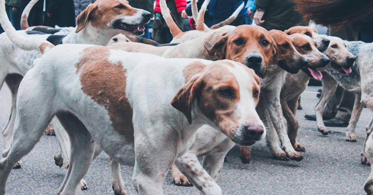 Exquisite image of Plott Hounds, in Indonesia known as Anjing Plott.