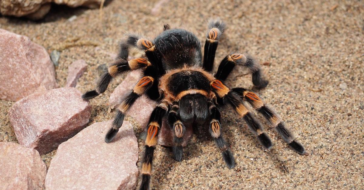 Photogenic Pink Toed Tarantula, scientifically referred to as Avicularia avicularia.