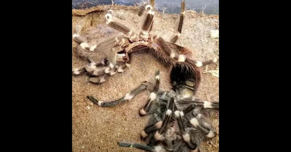 A look at the Pink Toed Tarantula, also recognized as Tarantula Jari Merah Muda in Indonesian culture.