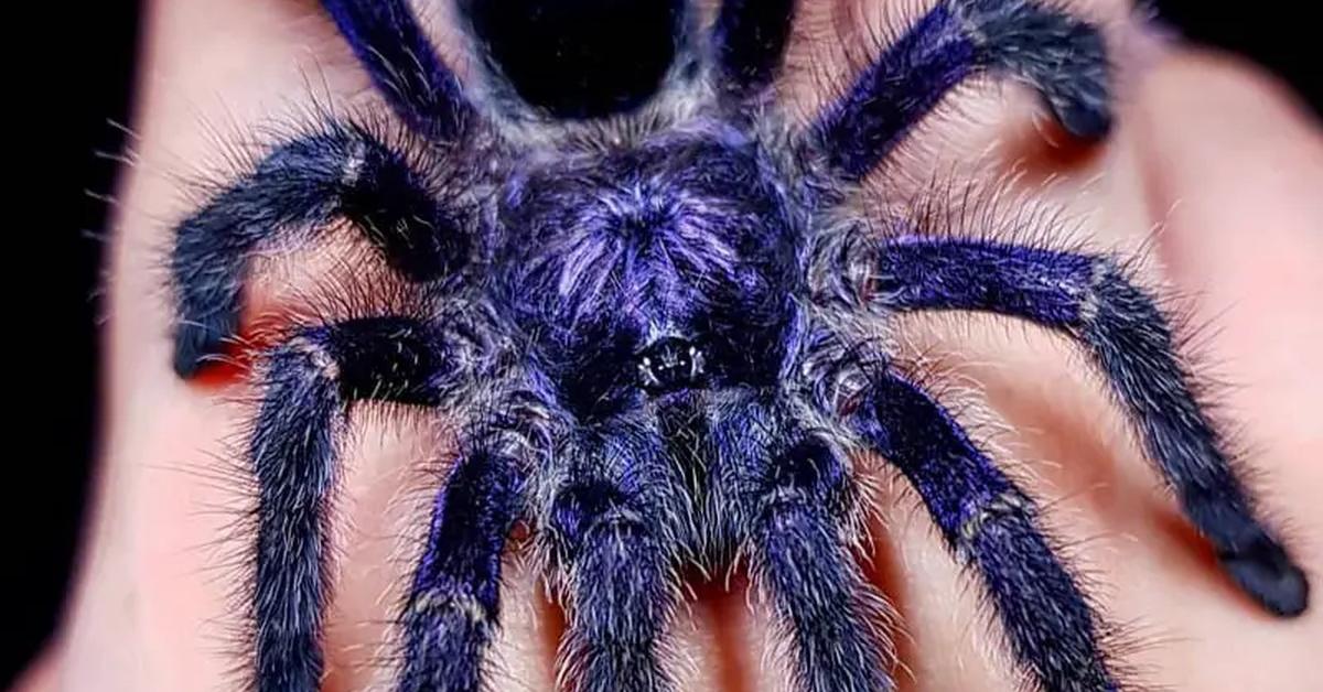 A look at the Purple Tarantula, also recognized as Tarantula Ungu in Indonesian culture.